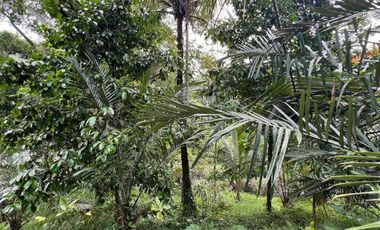 Tanah cocok untuk hunian atau villa dengan view sungai di tabanan