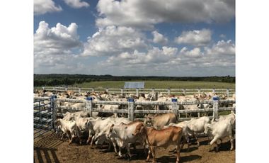 FINCA GANADERA EN VENTA - PUERTO LOPEZ ( META)