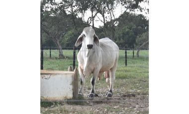 FINCA GANADERA EN VENTA - PUERTO LOPEZ ( META)