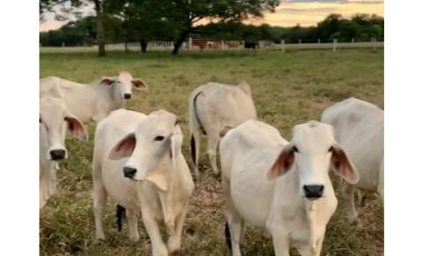 FINCA GANADERA EN VENTA - PUERTO LOPEZ ( META)