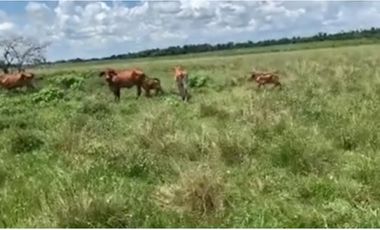 FINCA GANADERA EN VENTA - PUERTO LOPEZ ( META)