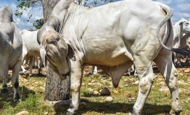 FINCA GANADERA EN VENTA - PUERTO LOPEZ ( META)