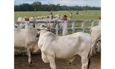 FINCA GANADERA EN VENTA - PUERTO LOPEZ ( META)