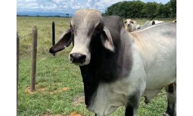 FINCA GANADERA EN VENTA - PUERTO LOPEZ ( META)