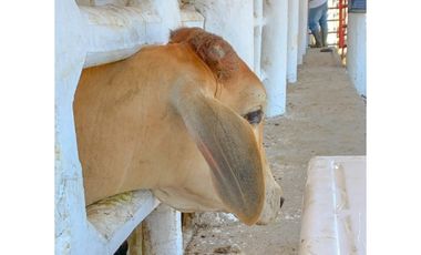 FINCA GANADERA EN VENTA - PUERTO LOPEZ ( META)