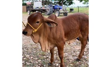 FINCA GANADERA EN VENTA - PUERTO LOPEZ ( META)