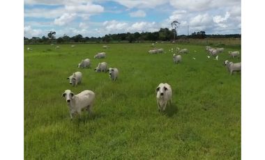 FINCA GANADERA EN VENTA - PUERTO LOPEZ ( META)