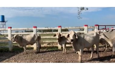 FINCA GANADERA EN VENTA - PUERTO LOPEZ ( META)