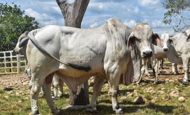 FINCA GANADERA EN VENTA - PUERTO LOPEZ ( META)