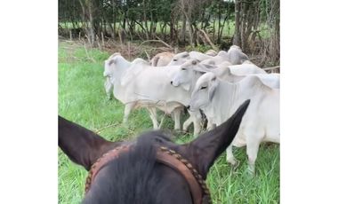 FINCA GANADERA EN VENTA - PUERTO LOPEZ ( META)