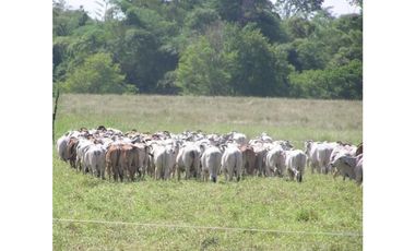 FINCA GANADERA EN VENTA - PUERTO LOPEZ ( META)