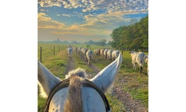 FINCA GANADERA EN VENTA - PUERTO LOPEZ ( META)