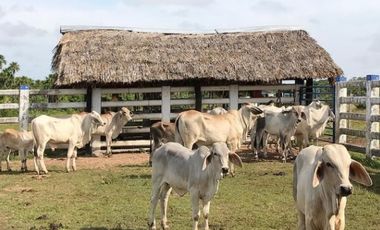 FINCA GANADERA EN VENTA - PUERTO LOPEZ ( META)