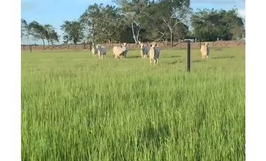 FINCA GANADERA EN VENTA - PUERTO LOPEZ ( META)