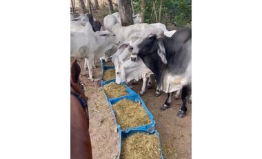 FINCA GANADERA EN VENTA - PUERTO LOPEZ ( META)