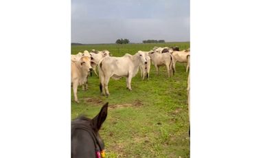 FINCA GANADERA EN VENTA - PUERTO LOPEZ ( META)