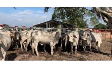 FINCA GANADERA EN VENTA - PUERTO LOPEZ ( META)