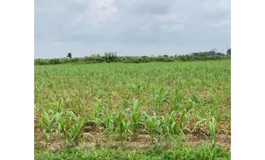 FINCA GANADERA EN VENTA - PUERTO LOPEZ ( META)