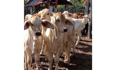 FINCA GANADERA EN VENTA - PUERTO LOPEZ ( META)