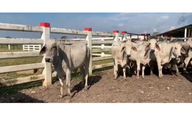 FINCA GANADERA EN VENTA - PUERTO LOPEZ ( META)