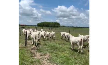 FINCA GANADERA EN VENTA - PUERTO LOPEZ ( META)