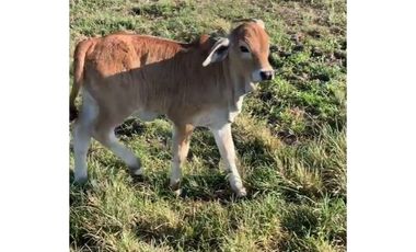 FINCA GANADERA EN VENTA - PUERTO LOPEZ ( META)