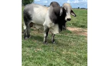 FINCA GANADERA EN VENTA - PUERTO LOPEZ ( META)