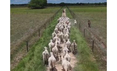 FINCA GANADERA EN VENTA - PUERTO LOPEZ ( META)