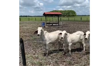 FINCA GANADERA EN VENTA - PUERTO LOPEZ ( META)