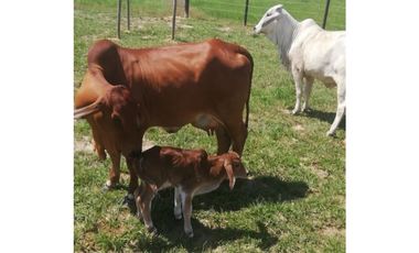 FINCA GANADERA EN VENTA - PUERTO LOPEZ ( META)