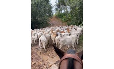 FINCA GANADERA EN VENTA - PUERTO LOPEZ ( META)