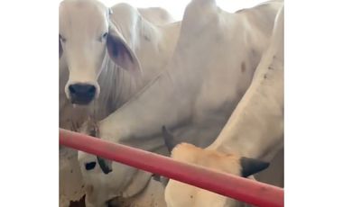 FINCA GANADERA EN VENTA - PUERTO LOPEZ ( META)