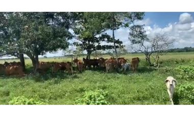 FINCA GANADERA EN VENTA - PUERTO LOPEZ ( META)