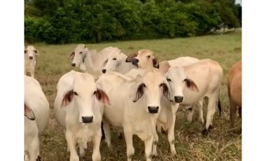 FINCA GANADERA EN VENTA - PUERTO LOPEZ ( META)