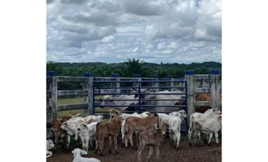FINCA GANADERA EN VENTA - PUERTO LOPEZ ( META)
