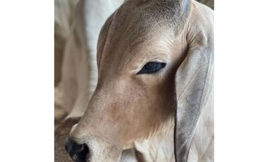 FINCA GANADERA EN VENTA - PUERTO LOPEZ ( META)