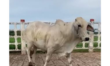 FINCA GANADERA EN VENTA - PUERTO LOPEZ ( META)