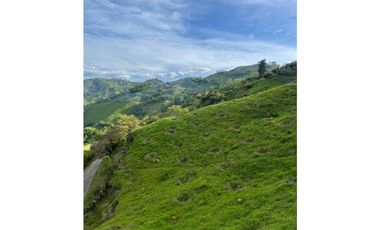 Finca productora en venta ubicada en Aránzazu Caldas