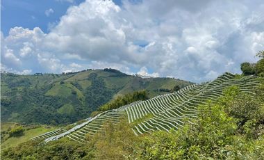 Finca productora en venta ubicada en Aránzazu Caldas