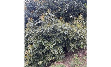 Finca productora en venta ubicada en Aránzazu Caldas