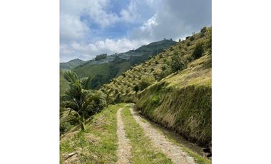 Finca productora en venta ubicada en Aránzazu Caldas