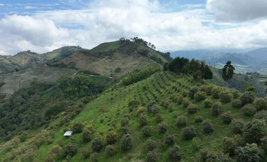 Finca productora en venta ubicada en Aránzazu Caldas
