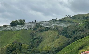 Finca productora en venta ubicada en Aránzazu Caldas
