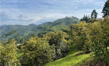 Finca productora en venta ubicada en Aránzazu Caldas