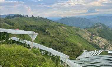Finca productora en venta ubicada en Aránzazu Caldas