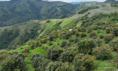 Finca productora en venta ubicada en Aránzazu Caldas