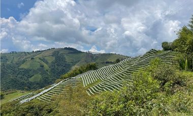 Finca productora en venta ubicada en Aránzazu Caldas