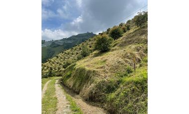 Finca productora en venta ubicada en Aránzazu Caldas