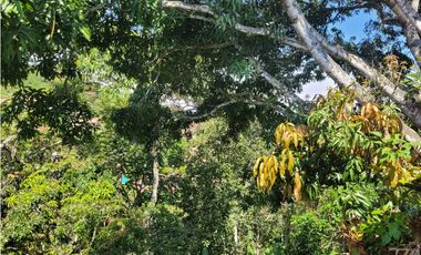 Finca en la pintada (Damasco)