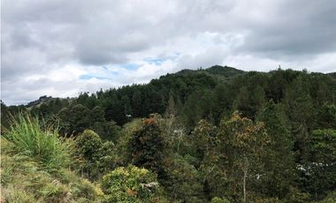 LOTE  EN EL SECTOR DE PANTANILLO CON HERMOSA VISTA RODEADO DE BOSQUE